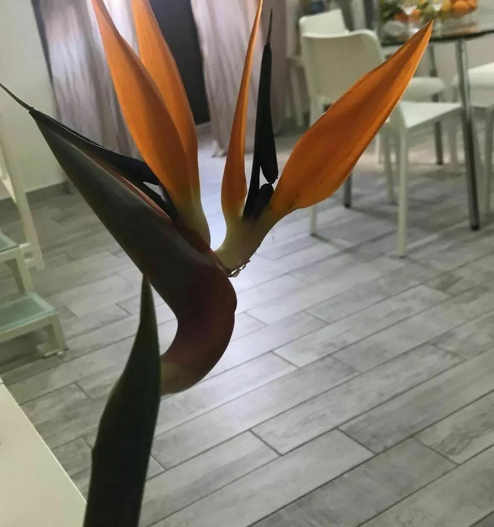 Apartment With One Bedroom In Catania, With Wonderful City View, Furni  Catania